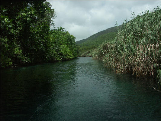 Pict6831 Boat Trip Alligator Hole Jamaica