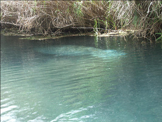 Pict6837 Manatee Alligator Hole Jamaica