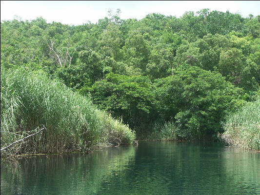 Pict6842 Boat Trip Alligator Hole Jamaica