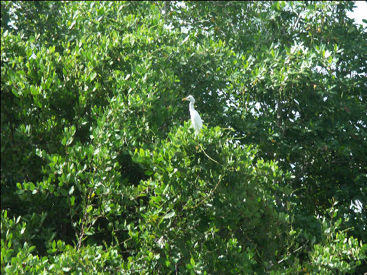 Pict6972 Egret Black River Jamaica