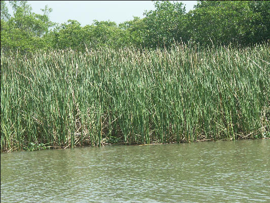 Pict6979 Bullrush Black River Jamaica