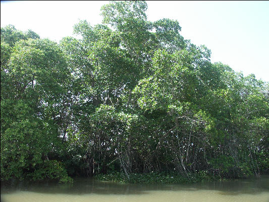 Pict6987 Black River Jamaica