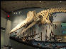 PICT5289 Whale Whaling Museum Nantucket 