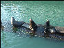 Pict0937 Seals Newport Oregon