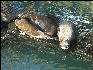 Pict0980 Seals At Rest Newport Oregon