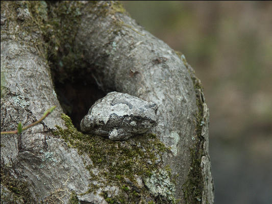 PICT0217 Frog In Tree Great Swamp National Wildlife Refuge New Jersey