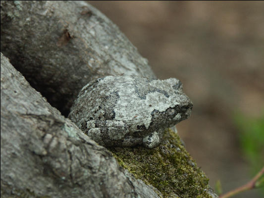 PICT0220 Frog Closeup Great Swamp National Wildlife Refuge New Jersey