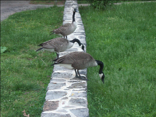 Pict4779 Geese In A Row Washingtons Headquarters Valley Forge Pennsylvania