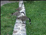 Pict4779 Geese In A Row Washingtons Headquarters Valley Forge Pennsylvania