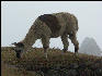 Llama on the Inca Trail