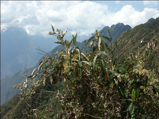 Flora Inca Trail